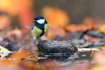 A grest tit sits on a stone and drinks water from a forest pond. Parus major