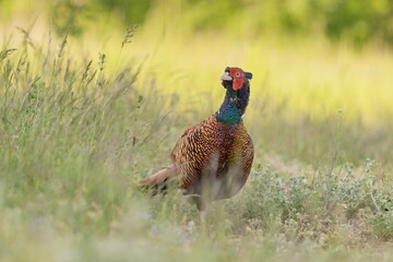 Beautiful common pheasant in the nature habitat. Wildlife scene from nature. Phasianus colchicus. beautiful male pheasant in the grass.