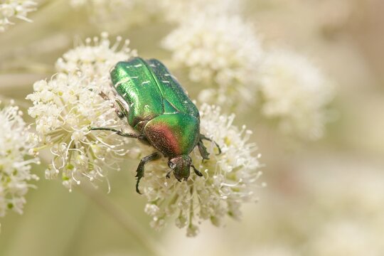 A beautiful copper chafer sitting on the flowering grass. rose chafer. Protaetia cuprea. 