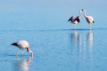 Flamingos em ritual de acasalamento na Lagoa Chaxas (Laguna Chaxas) no deserto do Atacama. Chile. 