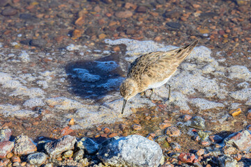 Pequeno pássaro cinza procurando alimento na Laguna Chaxas no deserto do Atacama, Chile. 2023.