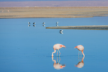 Flamingos e pequenos pássaros se alimentando no amanhecer na lagoa Chaxas, deserto do Atacama. Chile 2023.