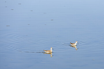Pequeno p&aacute;ssaro cinza procurando alimento na Laguna Chaxas no deserto do Atacama, Chile. 2023.