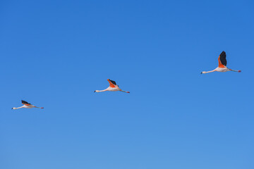 Flamingos voando sobre o lago Chaxas em reserva nacional no deserto do atacama. 