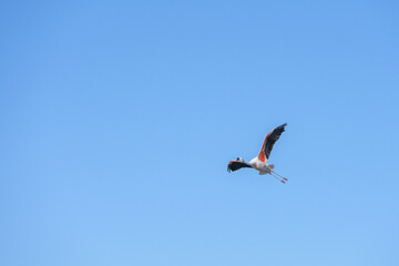 Fototapeta na wymiar Flamingo solitário voando no deserto do Atacama. Chile. 