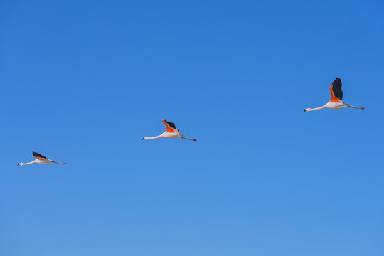 Flamingos voando sobre o lago Chaxas em reserva nacional no deserto do atacama. 