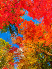 Obraz na płótnie Canvas 紅葉した秋の楓の木