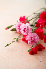 Obraz na płótnie Canvas Red and pink carnations