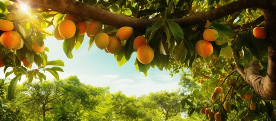  In the heart of summer, amidst the lush greenery of nature, a beautiful tropical tree stands tall, its leaves and branches bearing an abundance of organic fruits that nourish both body and soul © 2rogan