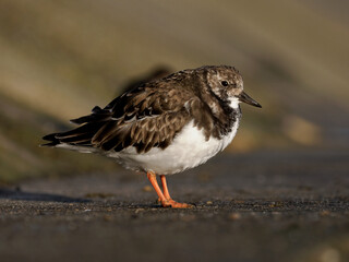 Turnstone foraging for food on a wet sea wall