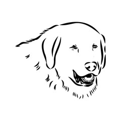 Akbash dog hand drawing. Vector illustration isolated on white background.