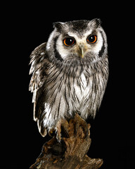 White faced owl in a studio setting