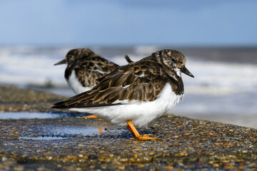 Turnstones standing on a stormy sea wall 