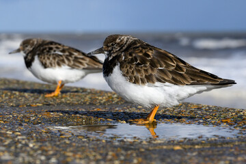 Turnstones standing on a stormy sea wall 