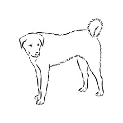 Akbash dog hand drawing. Vector illustration isolated on white background.