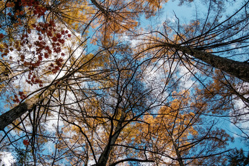 Bright golden treetops against autumn sky at Kamikochi, Vibrant autumn leaves paint a colorful scene, Japan.