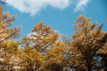 Fototapeta na wymiar Bright golden treetops against autumn sky at Kamikochi, Vibrant autumn leaves paint a colorful scene, Japan.