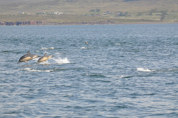 Fototapeta premium Common dolphins (Scotland)
