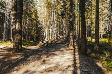 Fototapeta premium Photo of a coniferous forest and intertwined tree roots. The rays of the morning sun break through the branches of trees in the forest. A rocky path leading deep into the forest. Autumn landscape.