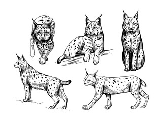 Fototapeta premium Lynx, set of realistic illustrations, hand drawn vector sketches