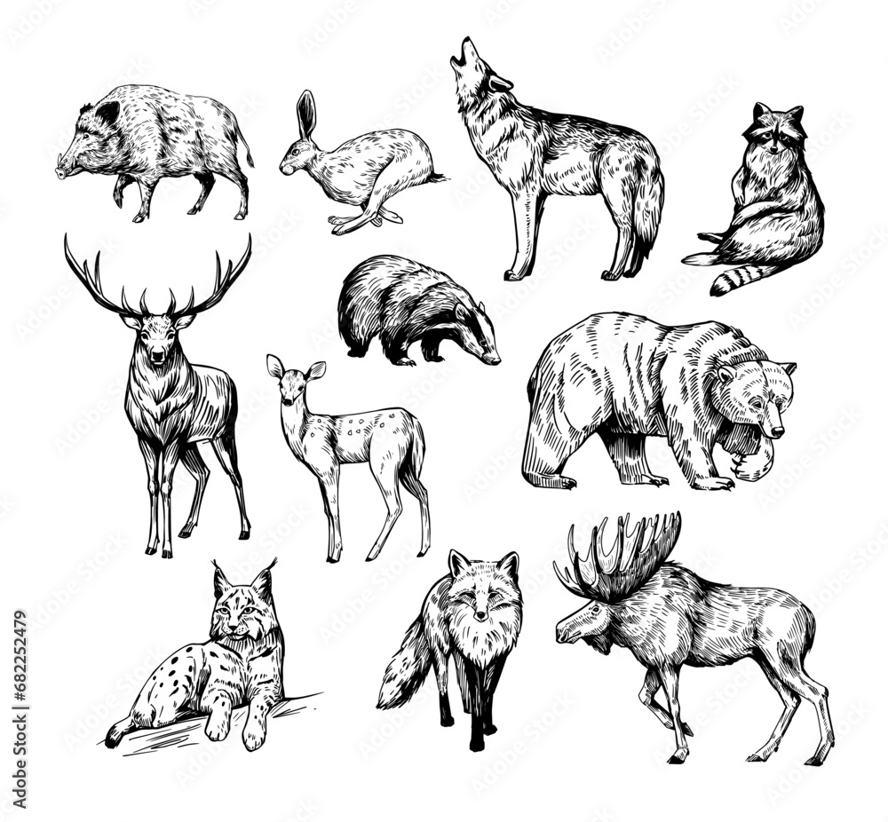 Wall mural forest animals. set of realistic vector illustrations. hand drawn sketches. fox, wolf, elk, bear, ba