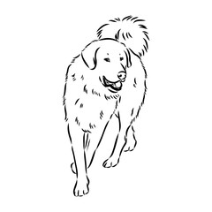 Akbash dog hand drawing. Vector illustration isolated on white background.