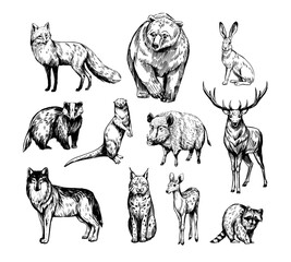 Forest animals. Set of realistic vector illustrations. Hand drawn sketches. fox, wolf, elk, bear, badger, raccoon, hare, wild boar, deer, lynx © aksol