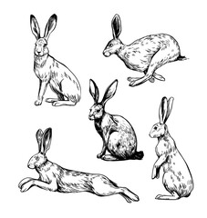 Hare. set of realistic illustrations, hand drawn vector sketches © aksol