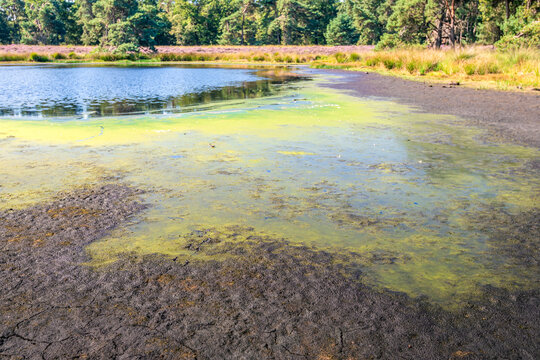 Drying fen in a heathland area in summer. The thin layer of algae on the shore appears to fluorescent green and the ground in the foreground is cracked. The photo was taken in The Netherlands.