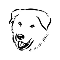 Akbash dog hand drawing. Vector illustration isolated on white background.