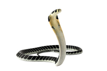 Baby king cobra on isolated background, King cobra snake "ophiopahus hannah" closeup