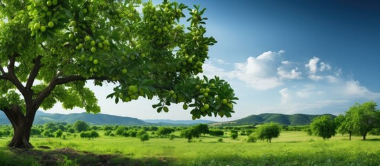 In the midst of summer, amidst the vibrant nature, a majestic tree spreads its lush green leaves, bearing fruits of vivid colors; a sight that nourishes both the body and soul, for it is a testament - obrazy, fototapety, plakaty