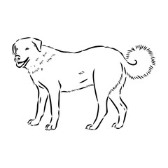 Akbash dog hand drawing. Vector illustration isolated on white background.