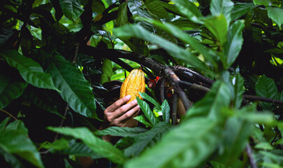 Cocoa farmer use pruning shears to cut the cocoa pods or fruit ripe yellow cacao from the cacao...