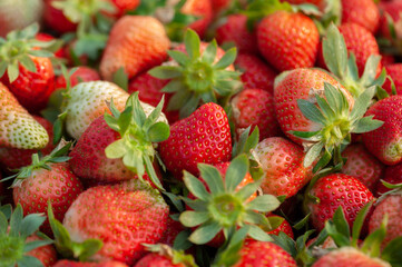 Fresh red  strawberry fruits  as a background