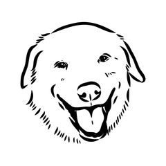 Akbash dog hand drawing. Vector illustration isolated on white background.