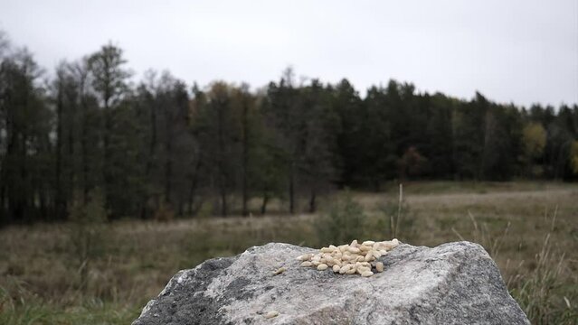 Tiny bird is a very picky eater.