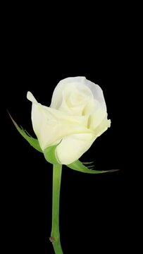 Time lapse of opening white Akito rose with ALPHA transparency channel isolated on black background, vertical orientation