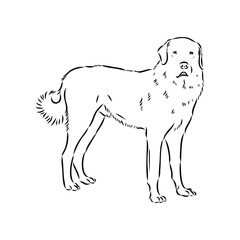 Akbash dog hand drawing. Vector illustration isolated on white background.