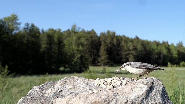 A cute little nuthatch takes a nut from a field then flies away with it.
