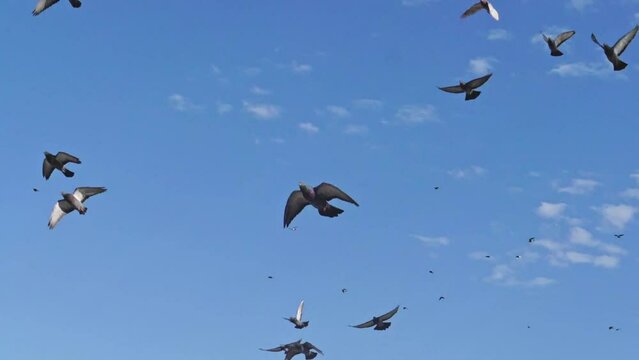 Slow motion of a flock of pigeons flying against the blue sky. View from bottom to top
