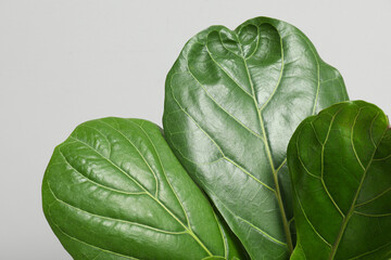 Fiddle Fig or Ficus Lyrata plant with green leaves on light grey background, closeup