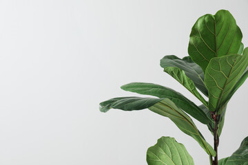 Fiddle Fig or Ficus Lyrata plant with green leaves on white background, closeup. Space for text