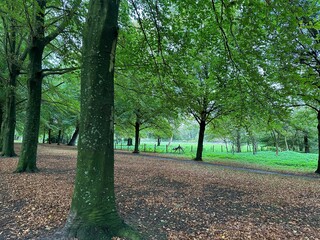 Many high green trees in beautiful park