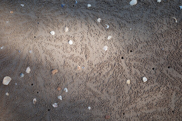 Shell remains and crab holes.