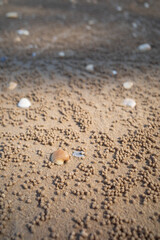 Shell shells and crab holes with sunlight and shadow passing through them.