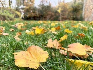 Feuilles d’automne sur une pelouse