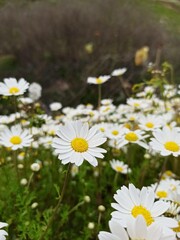 field of daisies