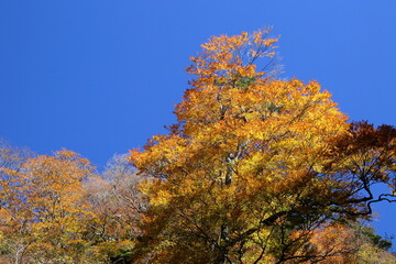 Fototapeta premium 石鎚スカイライン 紅葉を見上げる （愛媛県）