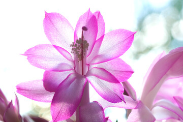 シャコバサボテンのピンク色の花